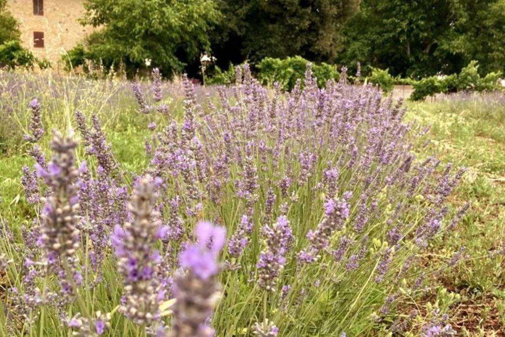 Appartamento CASALE e GIARDINO a 10 minuti da SIENA Sovicille Esterno foto