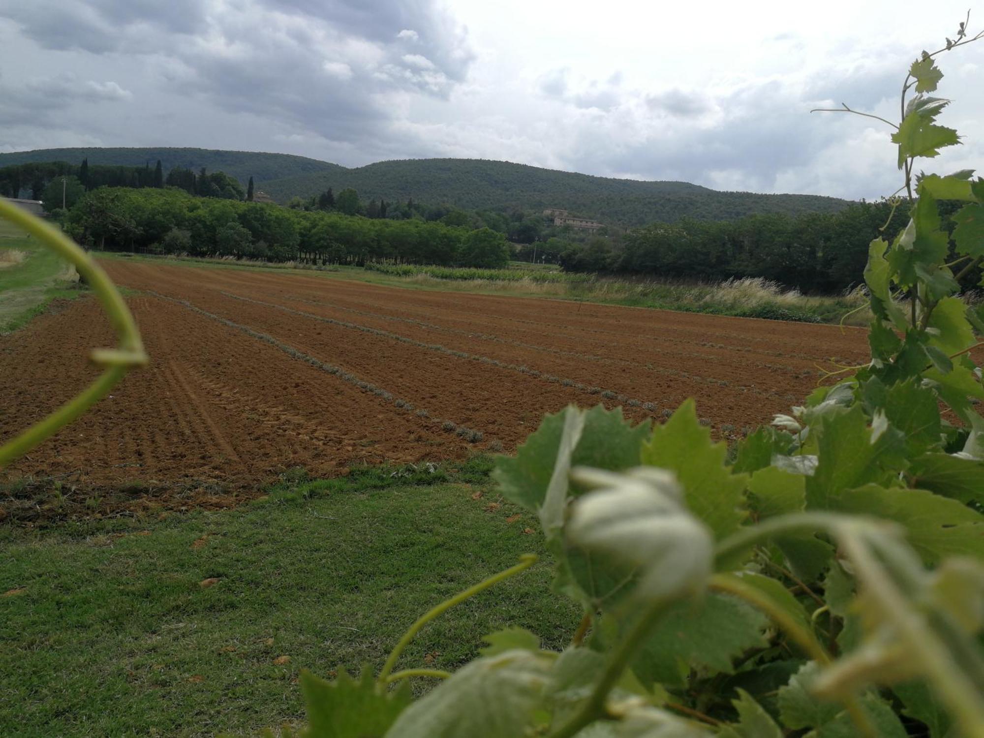 Appartamento CASALE e GIARDINO a 10 minuti da SIENA Sovicille Camera foto