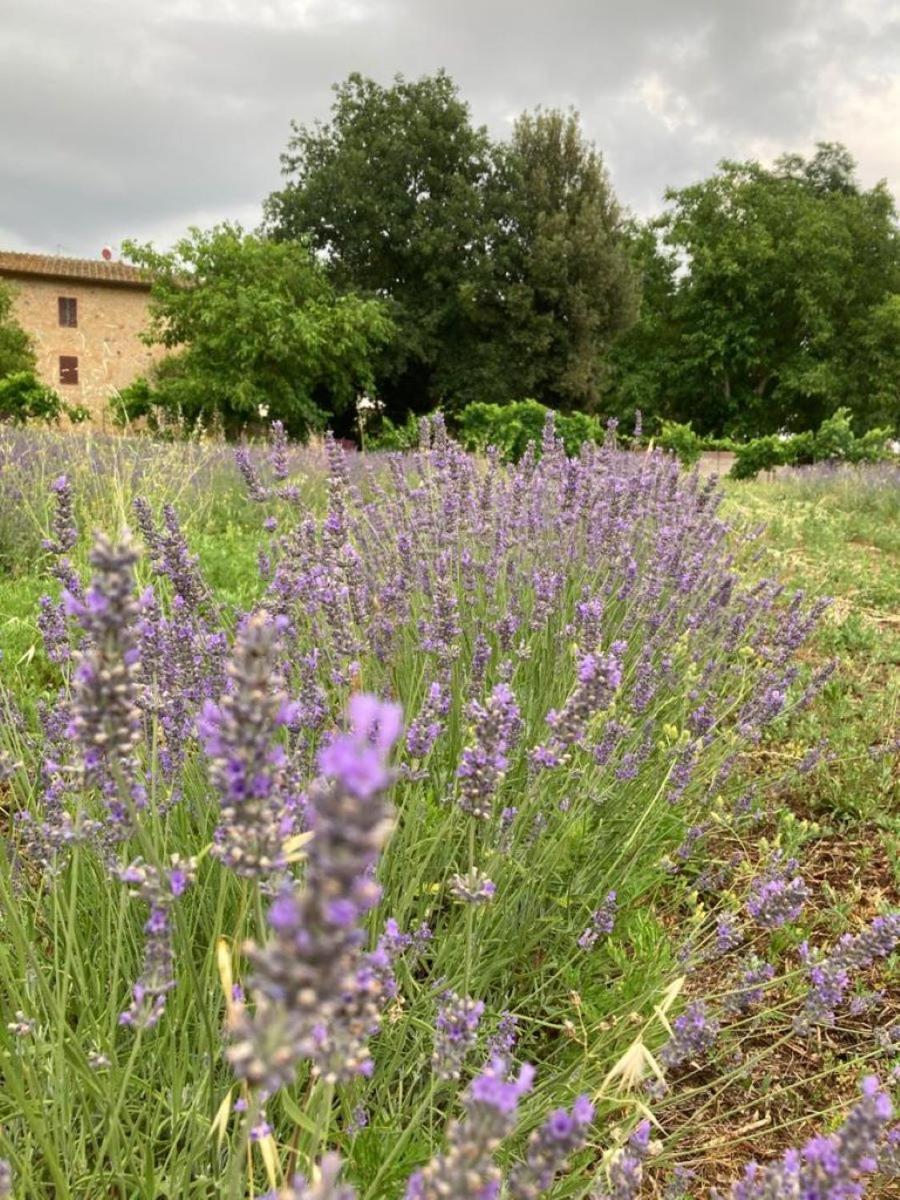 Appartamento CASALE e GIARDINO a 10 minuti da SIENA Sovicille Esterno foto