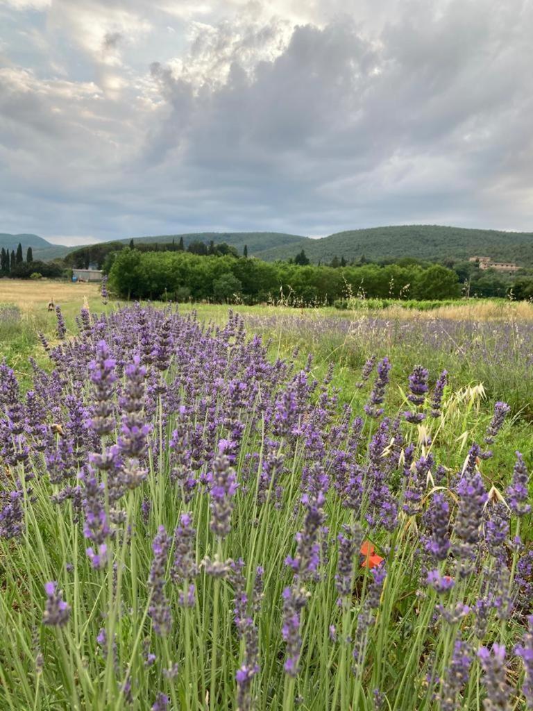 Appartamento CASALE e GIARDINO a 10 minuti da SIENA Sovicille Esterno foto