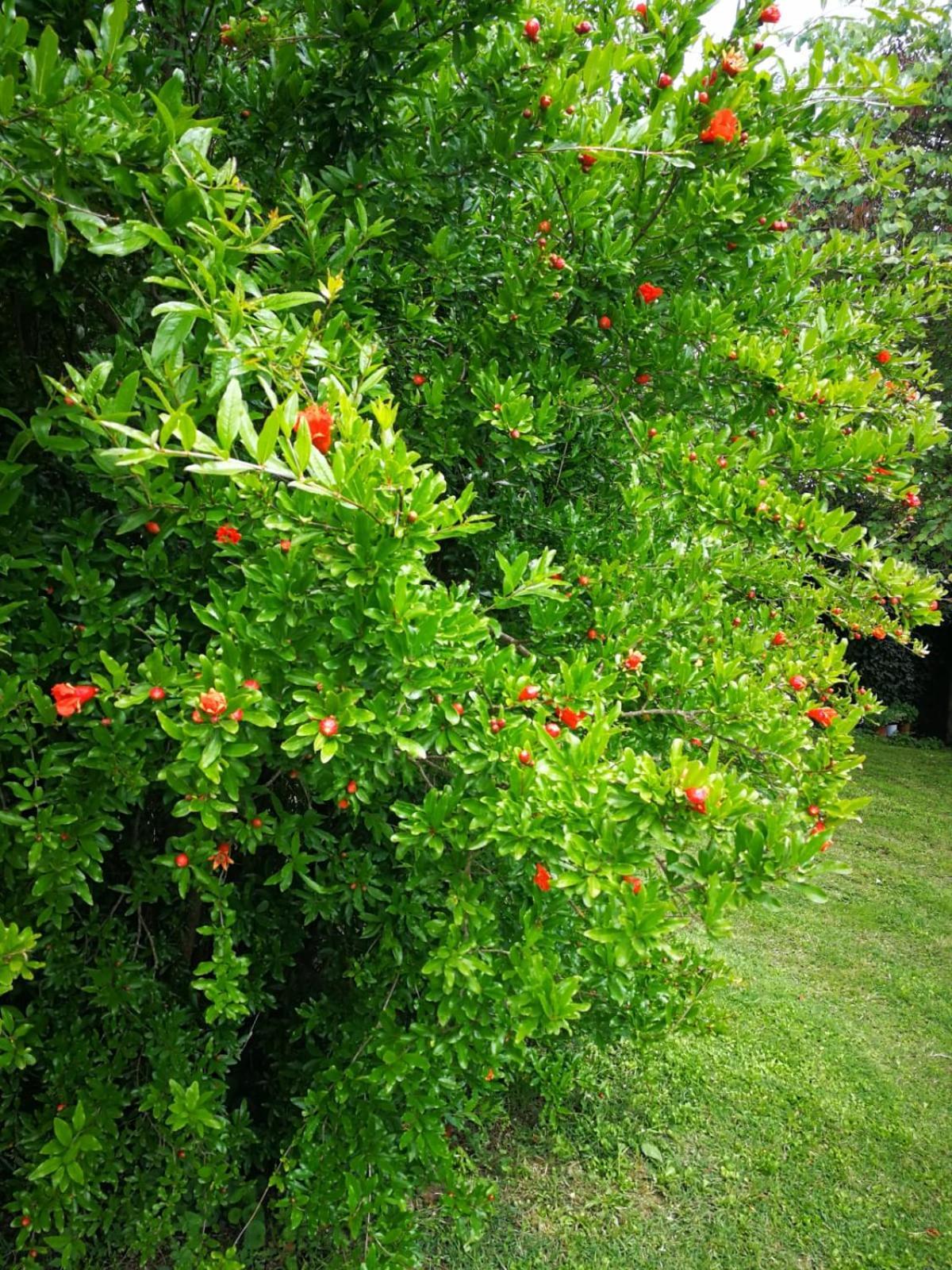 Appartamento CASALE e GIARDINO a 10 minuti da SIENA Sovicille Esterno foto